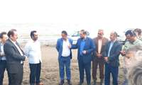 جمع آوری سنبل آبی، هیولای خوش خط و خال در دریای خزر رودسر